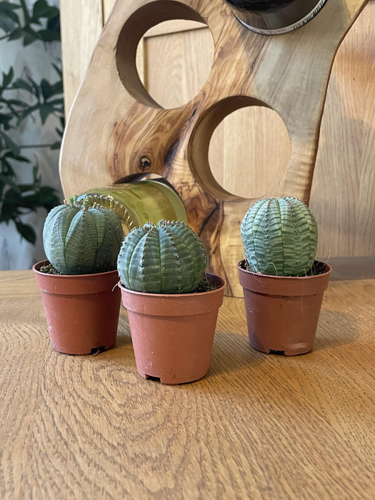 Cactus - Euphorbia Obesa - ↕6-9cm - Ø5.5cm - 3 stuks