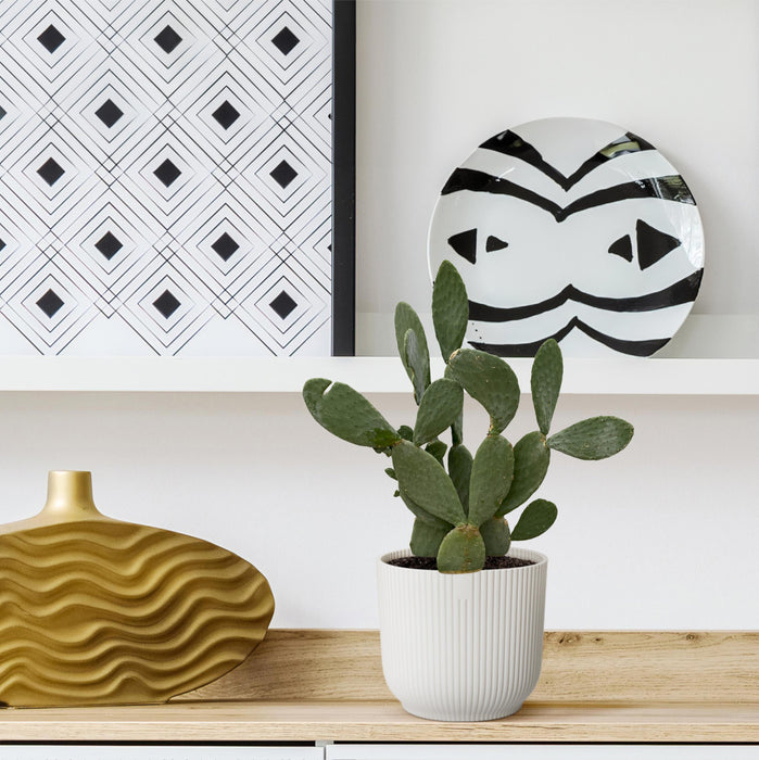 Opuntia Ficus Indica - ↕120cm - Ø38cm