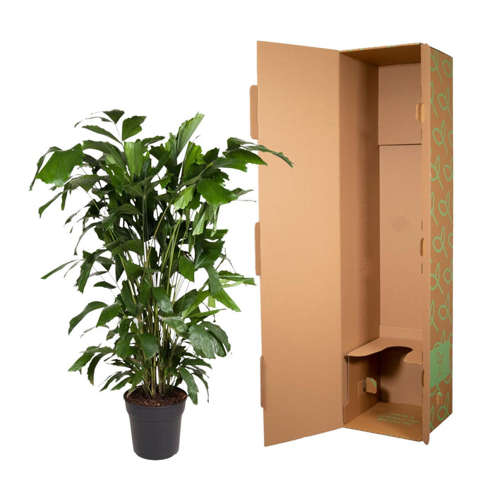 Caryota Mitis - Vissenstaartpalm - ↕140cm - Ø27cm