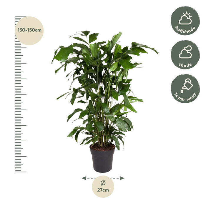 Caryota Mitis - Vissenstaartpalm - ↕140cm - Ø27cm