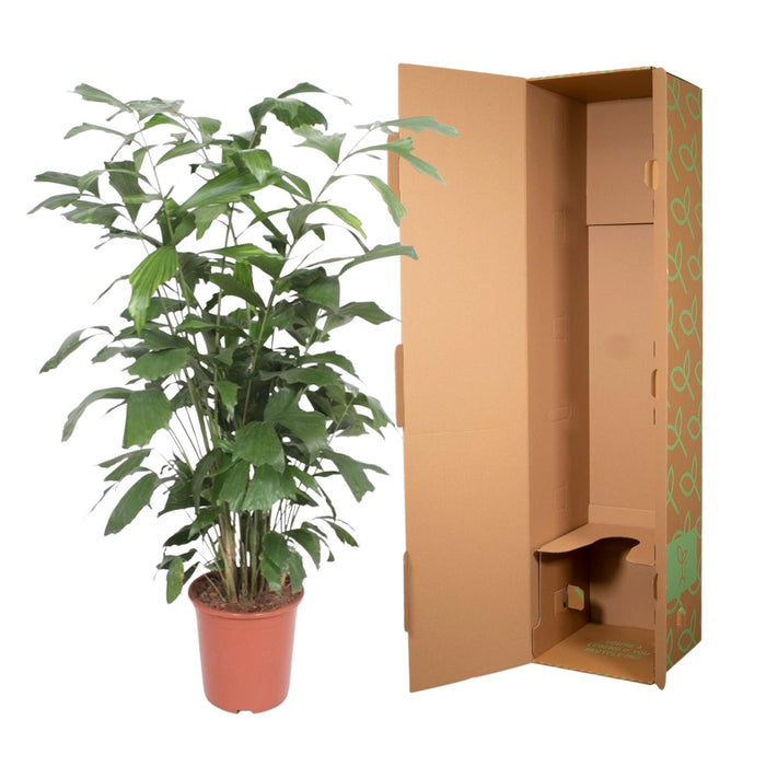 Caryota Mitis - Vissenstaartpalm - ↕140cm - Ø27cm