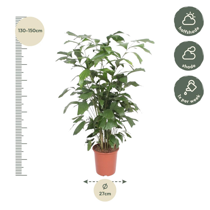 Caryota Mitis - Vissenstaartpalm - ↕140cm - Ø27cm