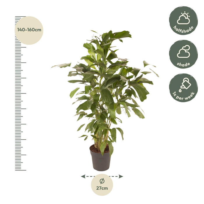 Caryota Mitis - Vissenstaartpalm - ↕150cm - Ø27cm