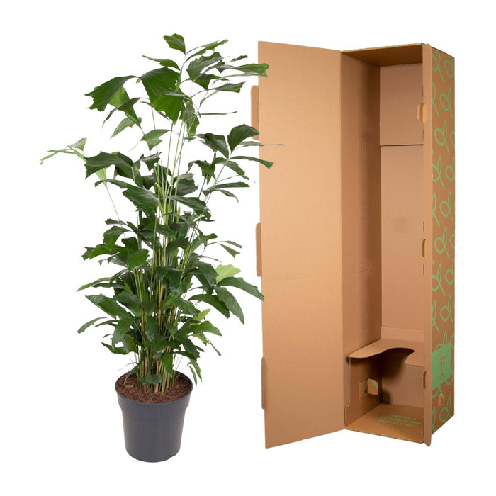 Caryota Mitis - Vissenstaartpalm - ↕160cm - Ø31cm