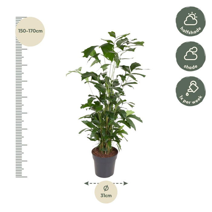 Caryota Mitis - Vissenstaartpalm - ↕160cm - Ø31cm