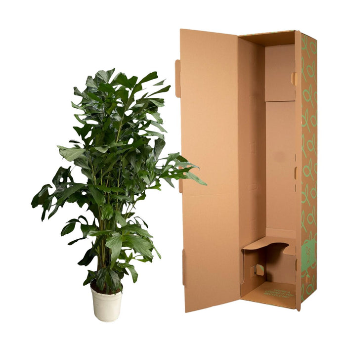 Caryota Mitis - Vissenstaartpalm - ↕170cm - Ø24cm