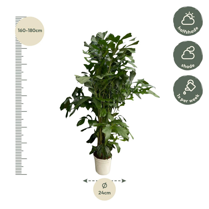 Caryota Mitis - Vissenstaartpalm - ↕170cm - Ø24cm