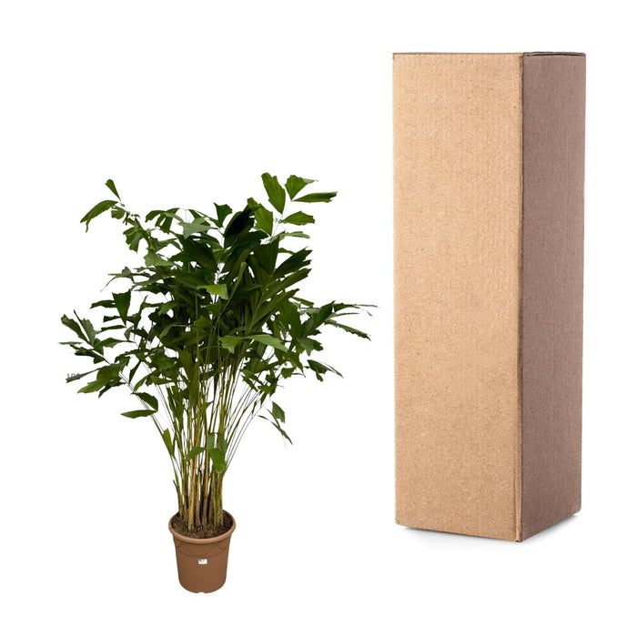 Caryota Mitis - Vissenstaartpalm - ↕210cm - Ø40cm