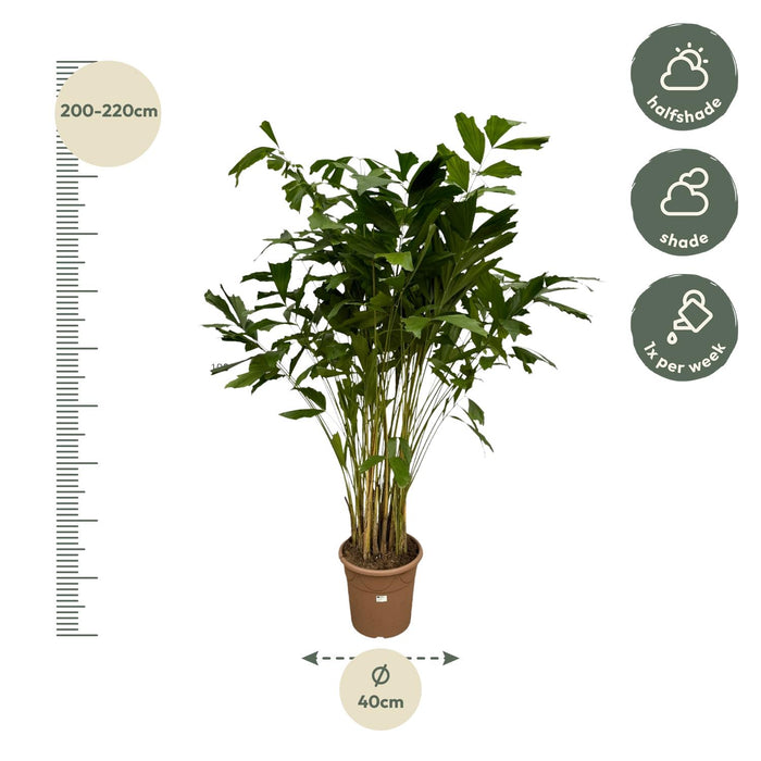 Caryota Mitis - Vissenstaartpalm - ↕210cm - Ø40cm