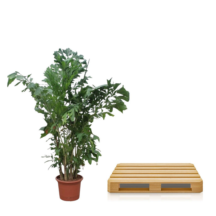 Caryota Mitis - Vissenstaartpalm - ↕240cm - Ø45cm