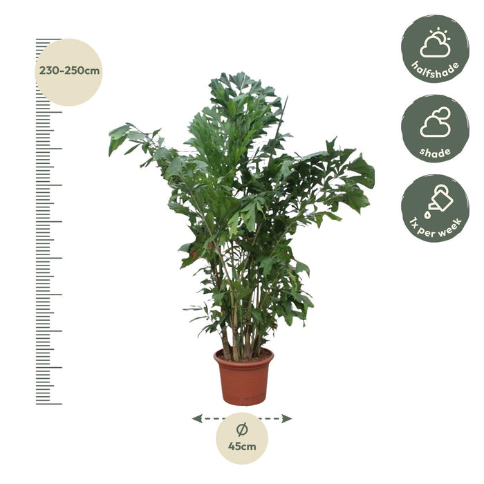Caryota Mitis - Vissenstaartpalm - ↕240cm - Ø45cm