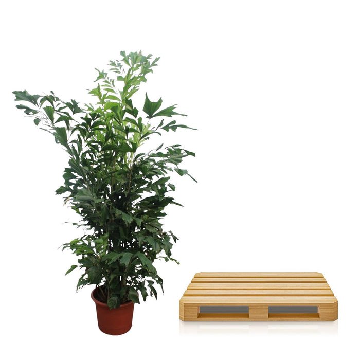 Caryota Mitis - Vissenstaartpalm - ↕270cm - Ø50cm