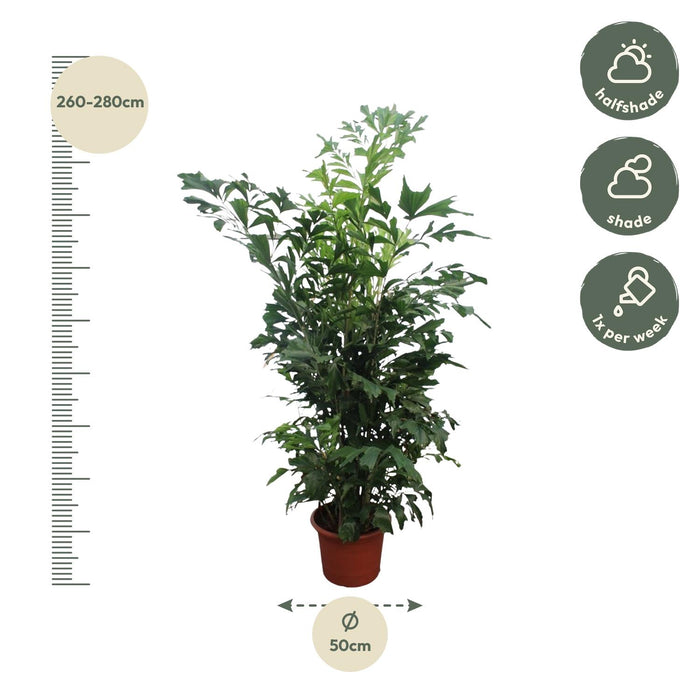 Caryota Mitis - Vissenstaartpalm - ↕270cm - Ø50cm