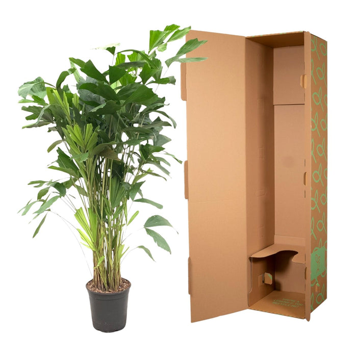 Caryota Mitis - Vissenstaartpalm - ↕140cm - Ø24cm