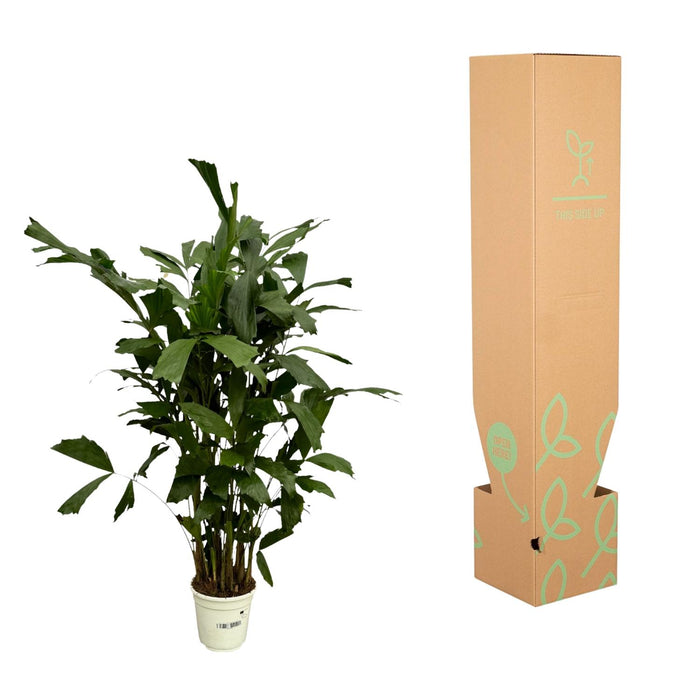Caryota Mitis - Vissenstaartpalm - ↕120cm - Ø19cm