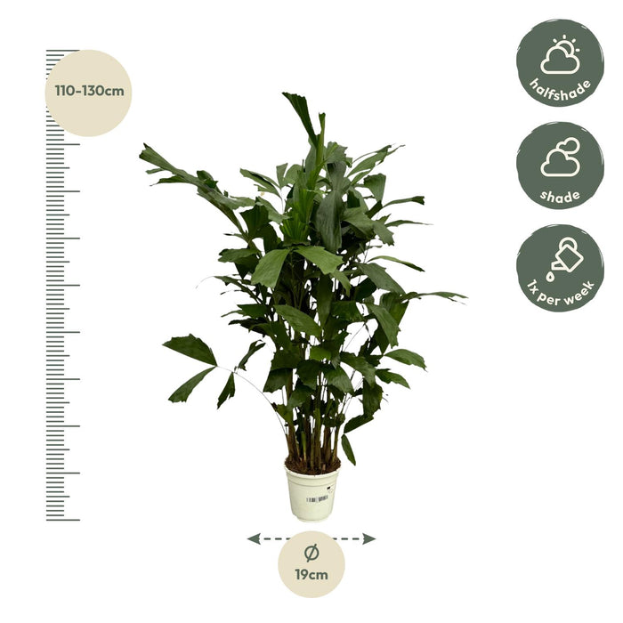 Caryota Mitis - Vissenstaartpalm - ↕120cm - Ø19cm