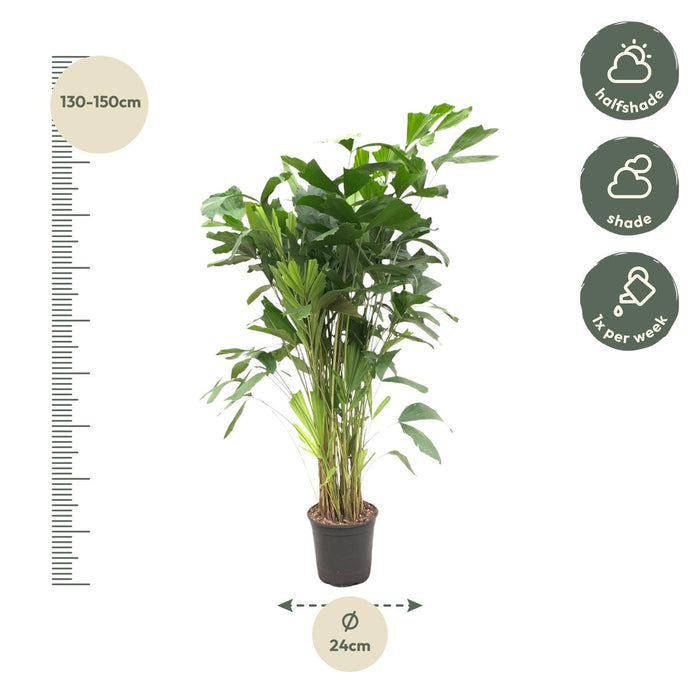 Caryota Mitis - Vissenstaartpalm - ↕140cm - Ø24cm