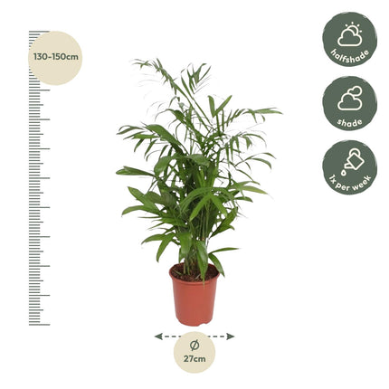Chamaedorea Seifrizii - ↕140cm - Ø27cm
