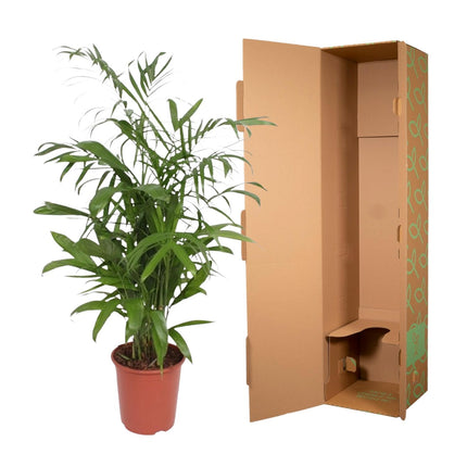 Chamaedorea Seifrizii - ↕140cm - Ø27cm