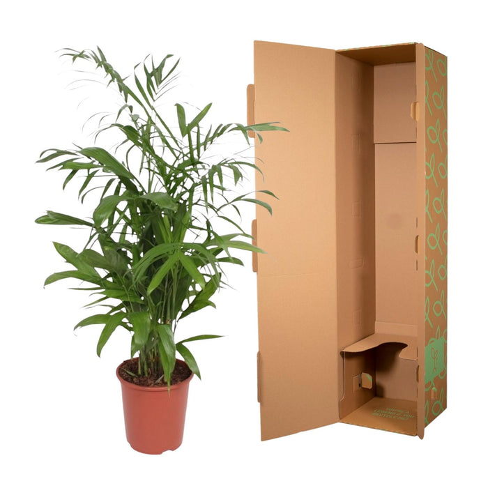 Chamaedorea Seifrizii - ↕140cm - Ø27cm