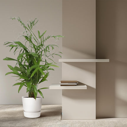 Chamaedorea Seifrizii - ↕140cm - Ø27cm