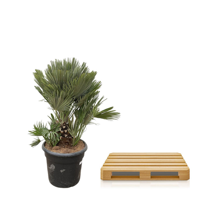 Chamaerops Humilis compact - Dwergpalm - ↕100cm - Ø45cm