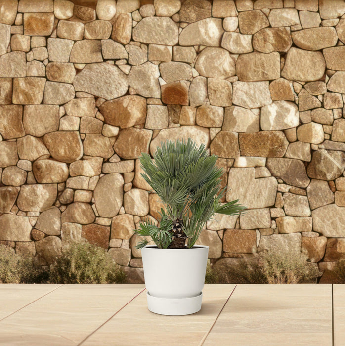 Chamaerops Humilis compact - Dwergpalm - ↕100cm - Ø45cm