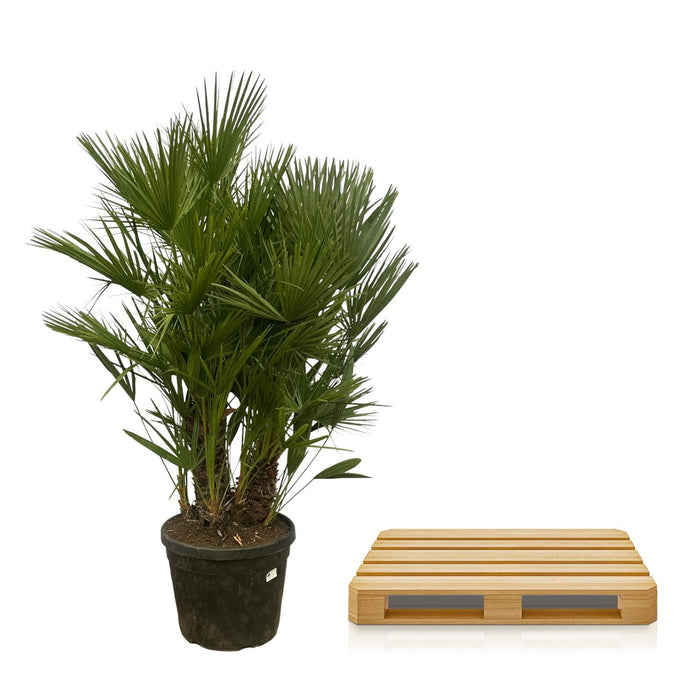 Chamaerops Humilis multi stam - Dwergpalm - ↕180cm - Ø45cm