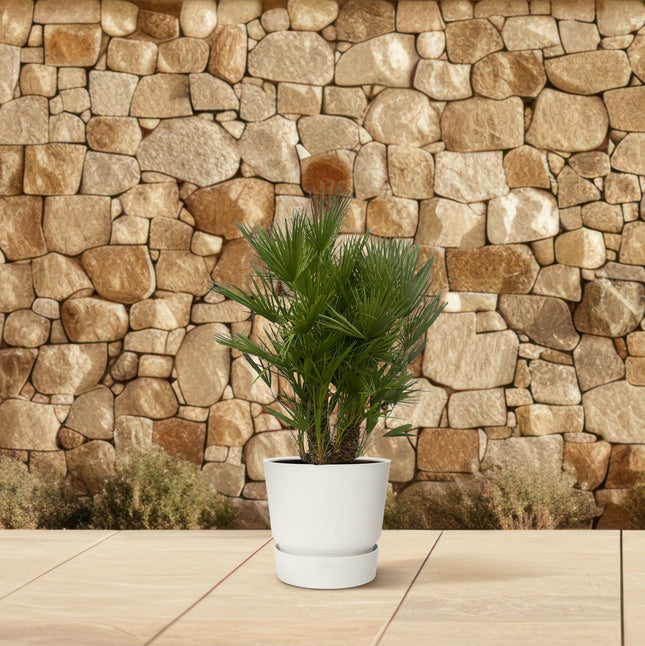 Chamaerops Humilis à plusieurs troncs - Palmier nain - ↕180cm - Ø45cm