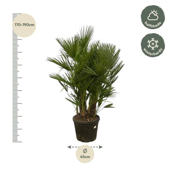 Chamaerops Humilis multi stam - Dwergpalm - ↕180cm - Ø45cm