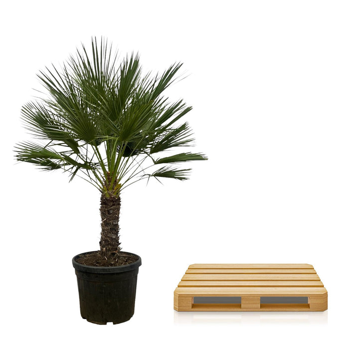 Chamaerops Humilis op stam - Dwergpalm - ↕180cm - Ø45cm