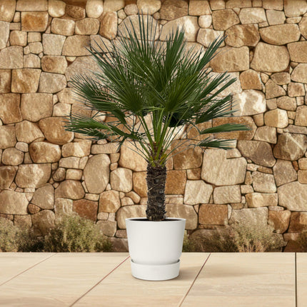 Chamaerops Humilis am Stamm - Zwergpalme - ↕180 cm - Ø45 cm