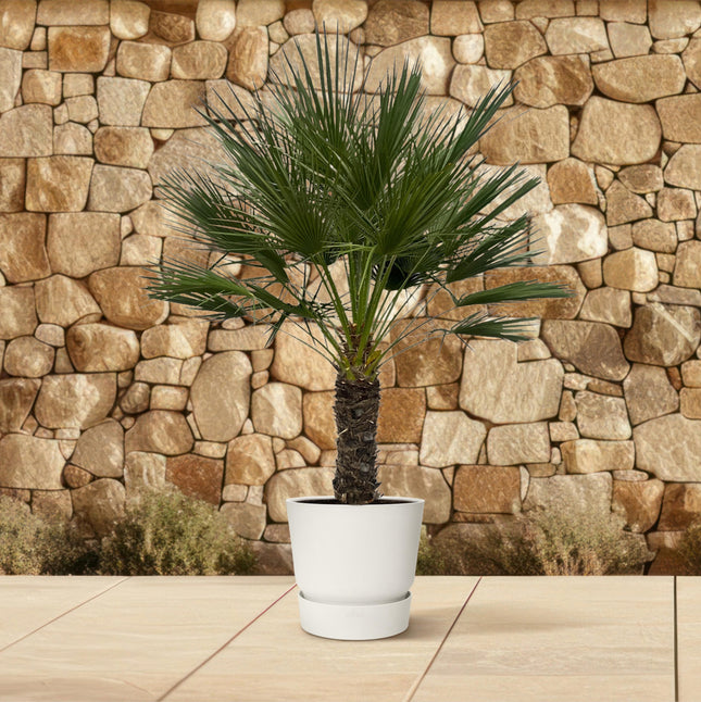 Chamaerops Humilis sur tronc - Palmier nain - ↕180cm - Ø45cm