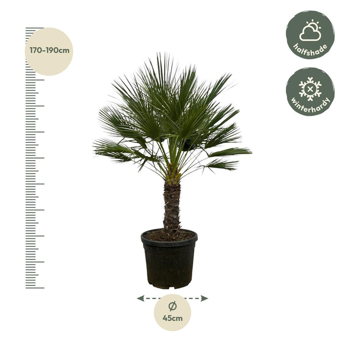 Chamaerops Humilis op stam - Dwergpalm - ↕180cm - Ø45cm