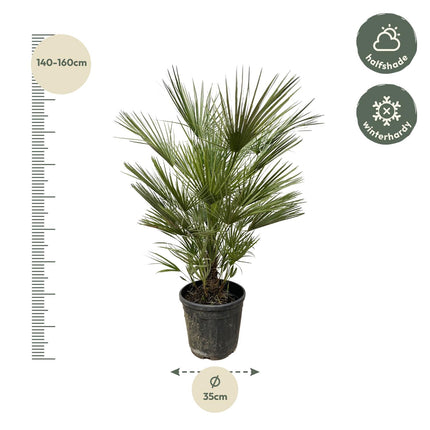 Chamaerops Humilis Strauch - Zwergpalme - ↕150 cm - Ø35 cm
