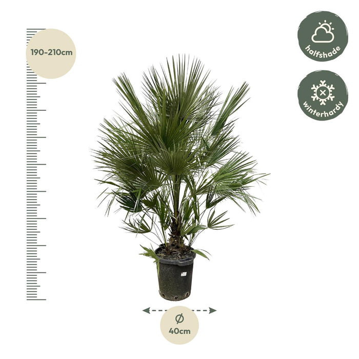 Chamaerops Humilis struik - Dwergpalm - ↕200cm - Ø40cm