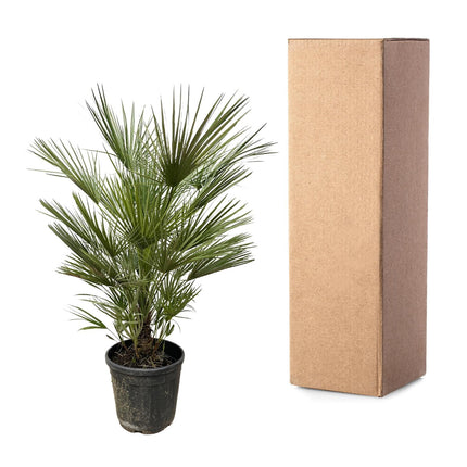 Chamaerops Humilis Strauch - Zwergpalme - ↕150 cm - Ø35 cm