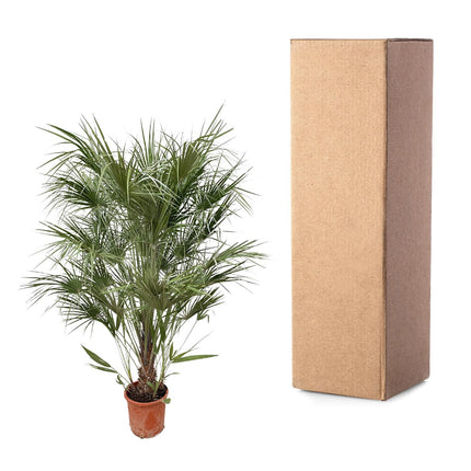 Chamaerops Humilis Strauch - Zwergpalme - ↕180 cm - Ø30 cm