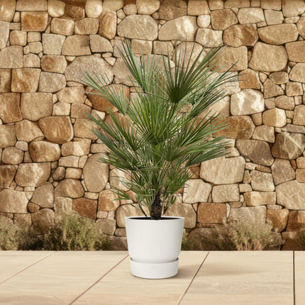 Chamaerops Humilis Strauch - Zwergpalme - ↕150 cm - Ø35 cm