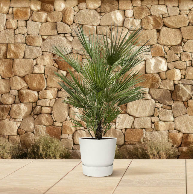 Chamaerops Humilis busk - Dværgpalme - ↕150cm - Ø35cm