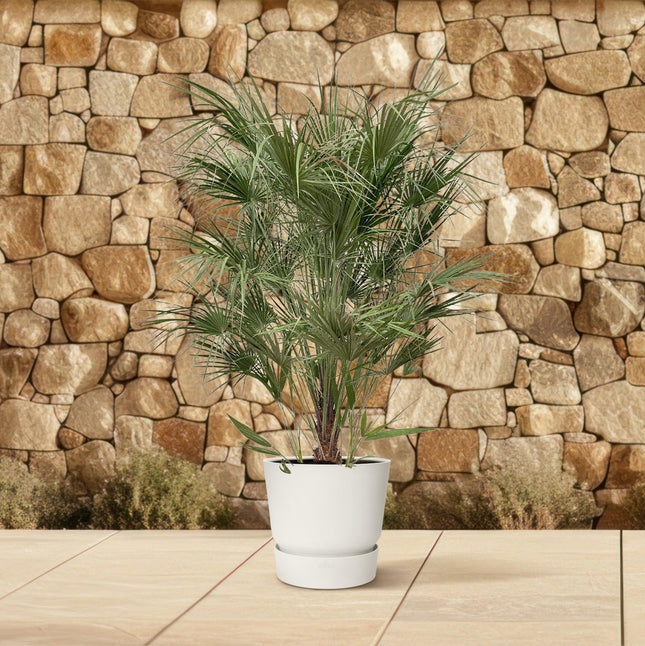 Chamaerops Humilis busk - Dværgpalme - ↕170-180cm - Ø30cm