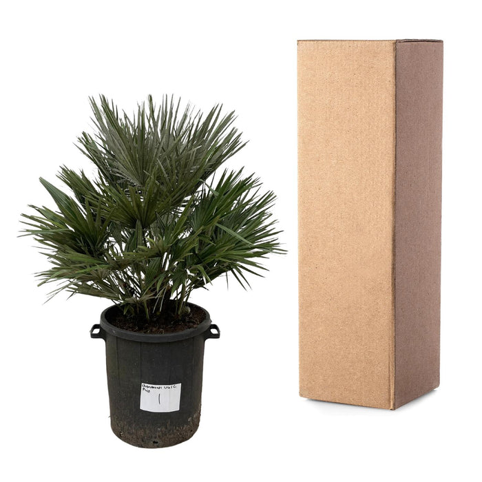 Chamaerops Humilis Vulcano - Dwergpalm - ↕110cm - Ø40cm