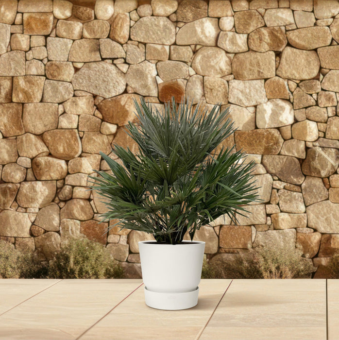 Chamaerops Humilis Vulcano - Dwergpalm - ↕110cm - Ø40cm