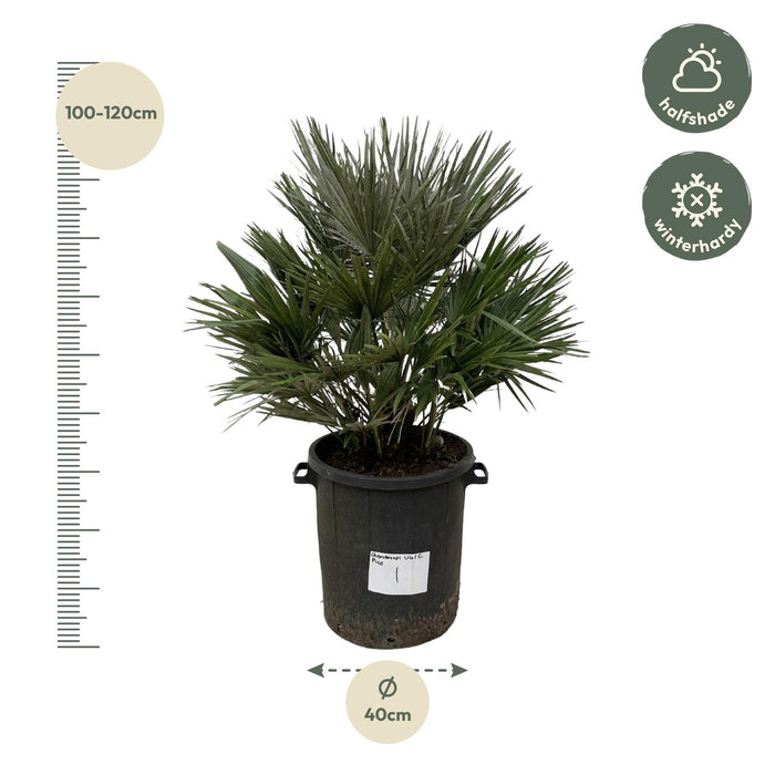 Chamaerops Humilis Vulcano - Dwergpalm - ↕110cm - Ø40cm