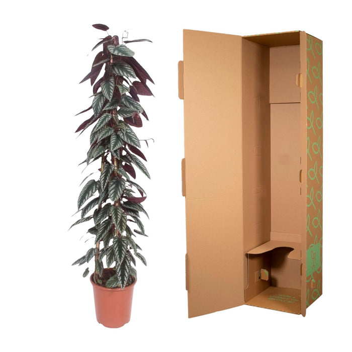 Cissus discolor pyramide - ↕150cm - Ø27cm