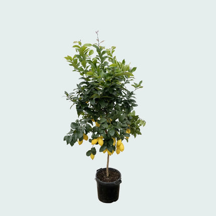 Limone - Albero di limoni - ↕210cm - Ø40cm