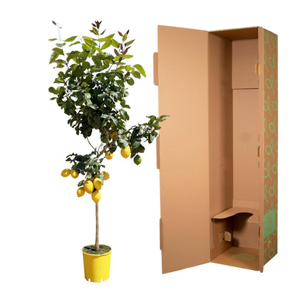 Zitronenbaum - ↕180 cm - Ø24 cm