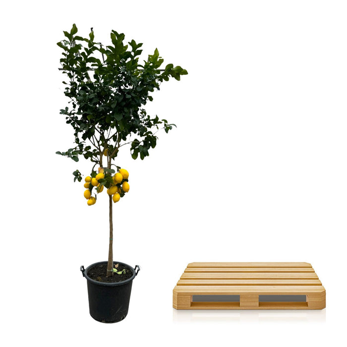 Citrus Lemon - Citroenboom - ↕260cm - Ø50cm