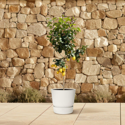 Zitronenbaum - ↕180 cm - Ø24 cm