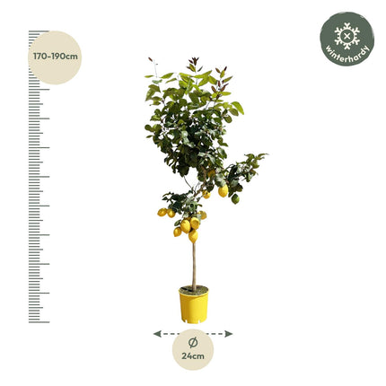 Zitronenbaum - ↕180 cm - Ø24 cm